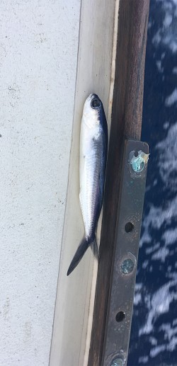 Andiamo Fliegender Fisch an Bord der Andiamo